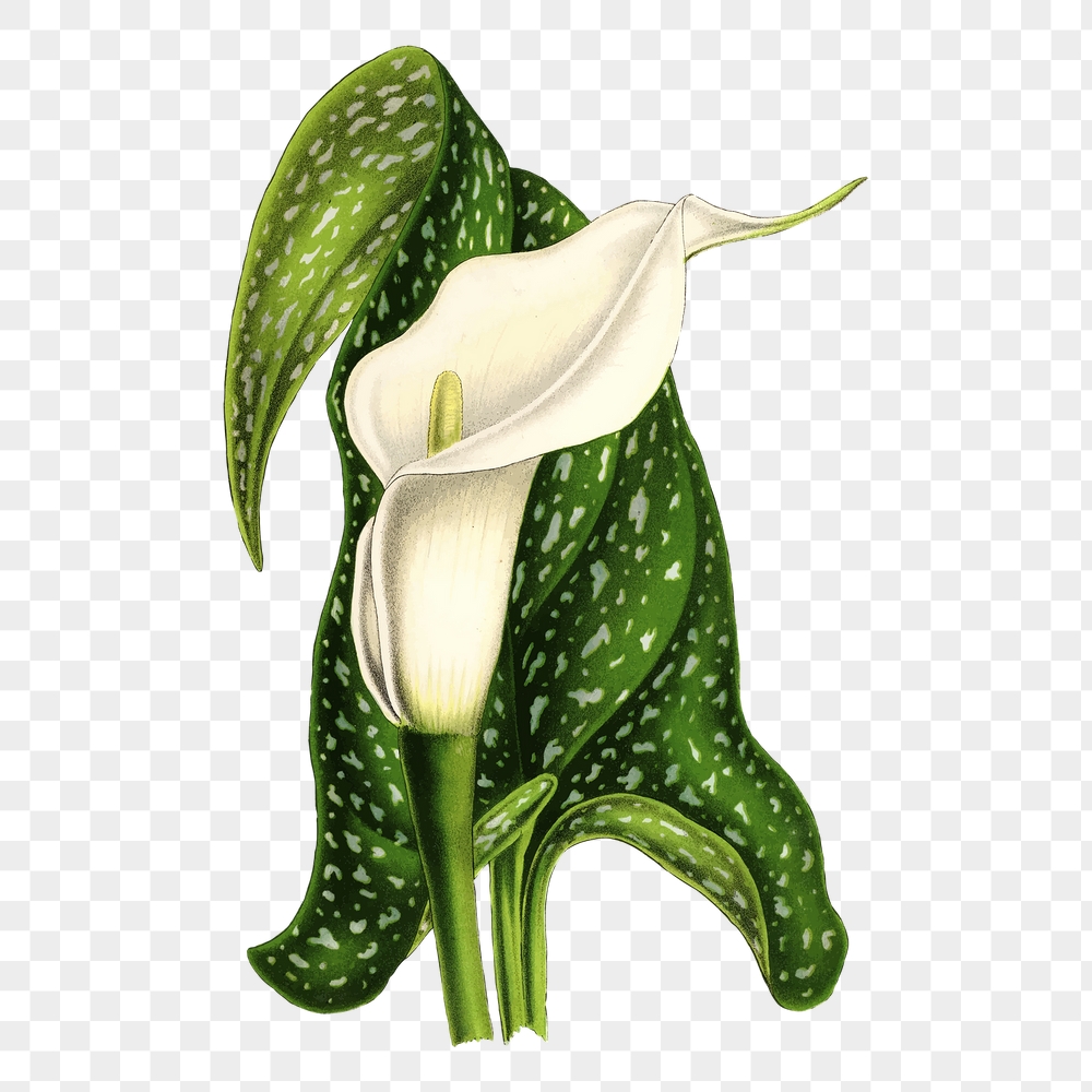 Calla flower png sticker, vintage | Free PNG - rawpixel