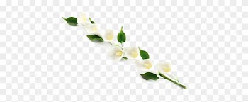 Calla Png Photos - Calla Lily Border Png