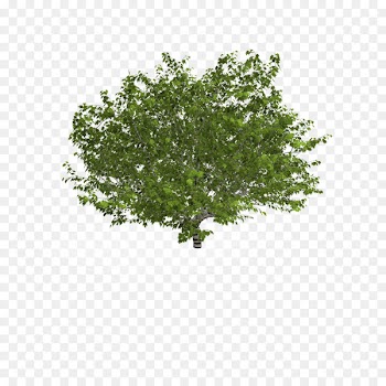 Calliandra haematocephala Plant Tree Shrub - Plane Tree 