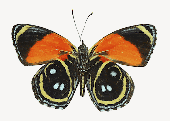 Callicore butterfly collage element psd | Free PSD - rawpixel