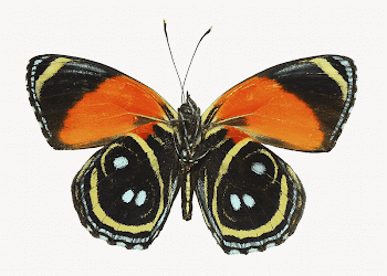 Callicore butterfly isolated animal image | Free Photo - rawpixel