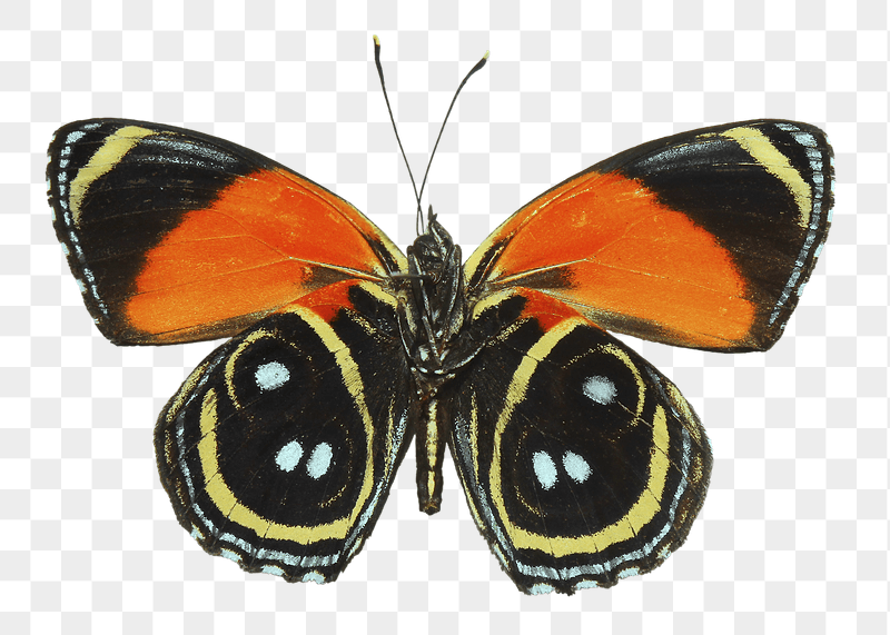 Callicore butterfly png sticker, transparent | Free PNG - rawpixel