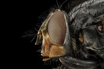 Calliphora vicina, side shot, face. | Free Photo - rawpixel
