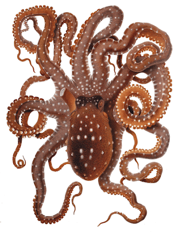 Callistoctopus macropus (White-spotted Octopus) from the Mediterranean | Free Photo - rawpixel