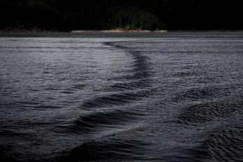 calm body of water near tall trees
