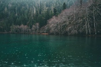 calm body of water surrounded by trees