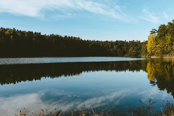 Calm lake surrounded by forest