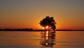 Calm Water Surface Overlooking Sun Setting on the Horizon Blocked by the Silhouette of Tree