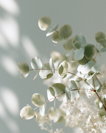 Calming Eucalyptus Foliage in Soft Minimalist Setting