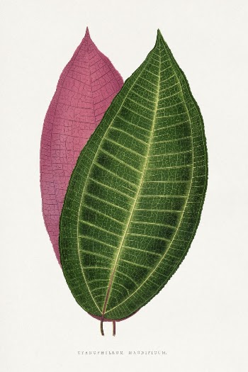 Calophyllum inophyllum leaf illustration from Les | Free Photo Illustration - rawpixel