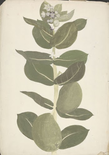 Calotropis procera  (Ait.) Ait. | Free Photo - rawpixel