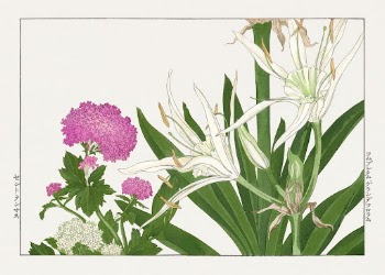 Cambpetum Ghandiflorum flower woodblock painting | Free Photo Illustration - rawpixel