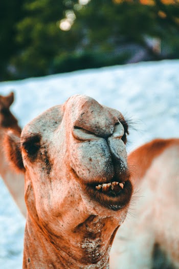 Camel
