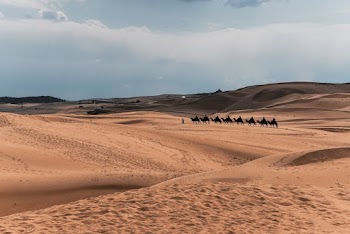 Camel At The Desert