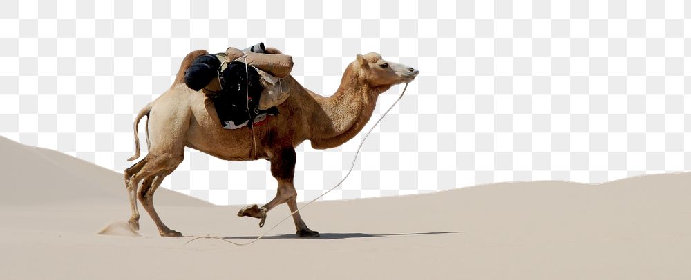 Camel border png, desert animal | Free PNG - rawpixel