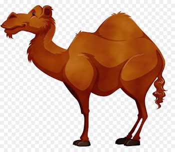 camel camelid arabian camel bactrian camel terrestrial animal