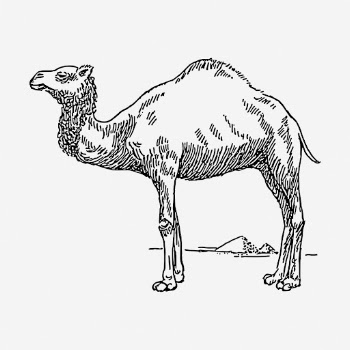 Camel clipart, animal vintage illustration | Free Vector - rawpixel
