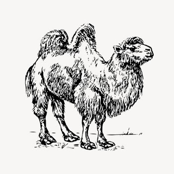 Camel clipart, vintage animal illustration | Free Vector - rawpixel