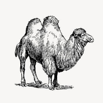 Camel clipart, vintage animal illustration | Free Vector - rawpixel