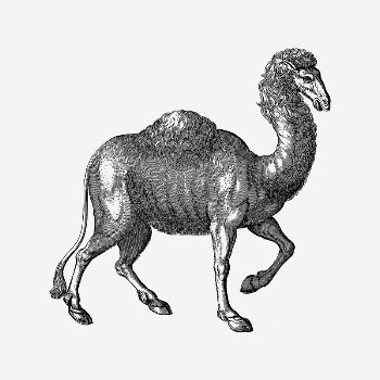 Camel clipart, vintage illustration psd. | Free PSD Illustration - rawpixel
