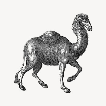 Camel collage element, drawing illustration | Free Vector Illustration - rawpixel