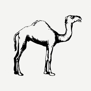 Camel collage element, vintage illustration | Free PSD Illustration - rawpixel
