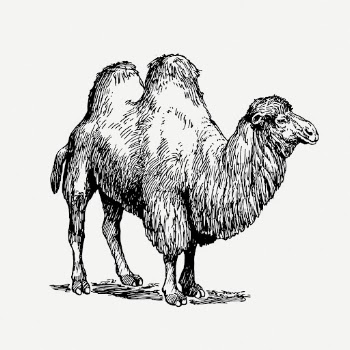 Camel drawing, animal vintage illustration | Free PSD - rawpixel