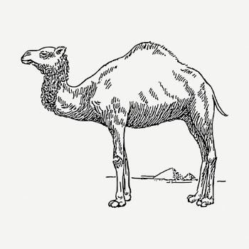 Camel drawing, animal vintage illustration | Free PSD - rawpixel