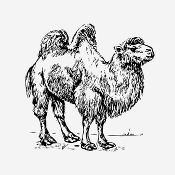 Camel drawing, vintage animal illustration. | Free Photo - rawpixel