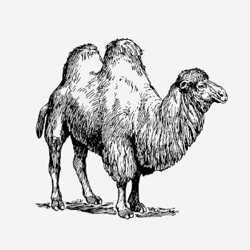 Camel drawing, vintage animal illustration. | Free Photo - rawpixel