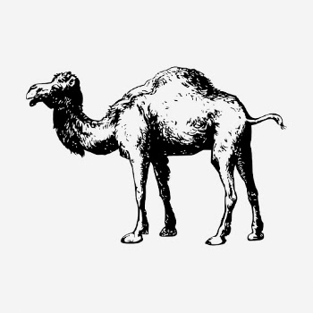 Camel drawing, vintage animal illustration. | Free Photo - rawpixel