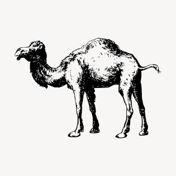 Camel drawing, vintage animal illustration | Free Vector - rawpixel