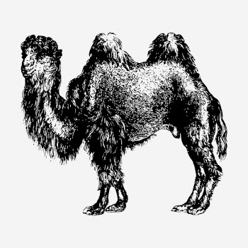 Camel drawing, vintage wildlife illustration. | Free Photo - rawpixel