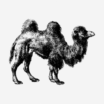 Camel drawing, vintage wildlife illustration. | Free Photo - rawpixel