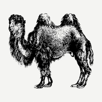 Camel drawing, vintage wildlife illustration | Free PSD - rawpixel