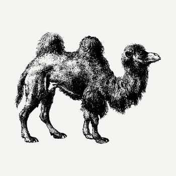 Camel drawing, vintage wildlife illustration | Free PSD - rawpixel