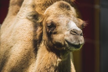 Camel Face Close