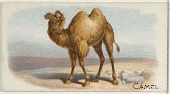 Camel, from the Quadrupeds series | Free Photo - rawpixel