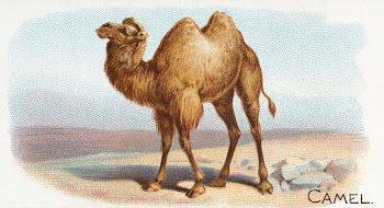 Camel, from the Quadrupeds series | Free Photo - rawpixel