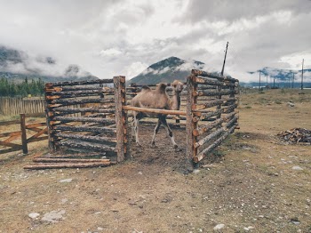 Camel in Brown Wooden Fence