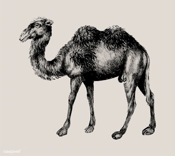 Camel in vintage style | Free stock vector - 561577