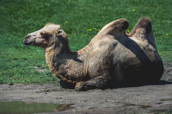 Camel Lying Down