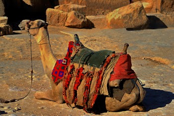 camel_n.jpg