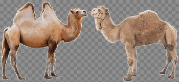 Camel PNG High-Quality Image