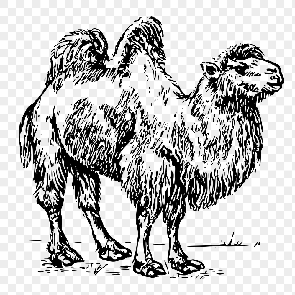 Camel png sticker, animal vintage | Free PNG - rawpixel