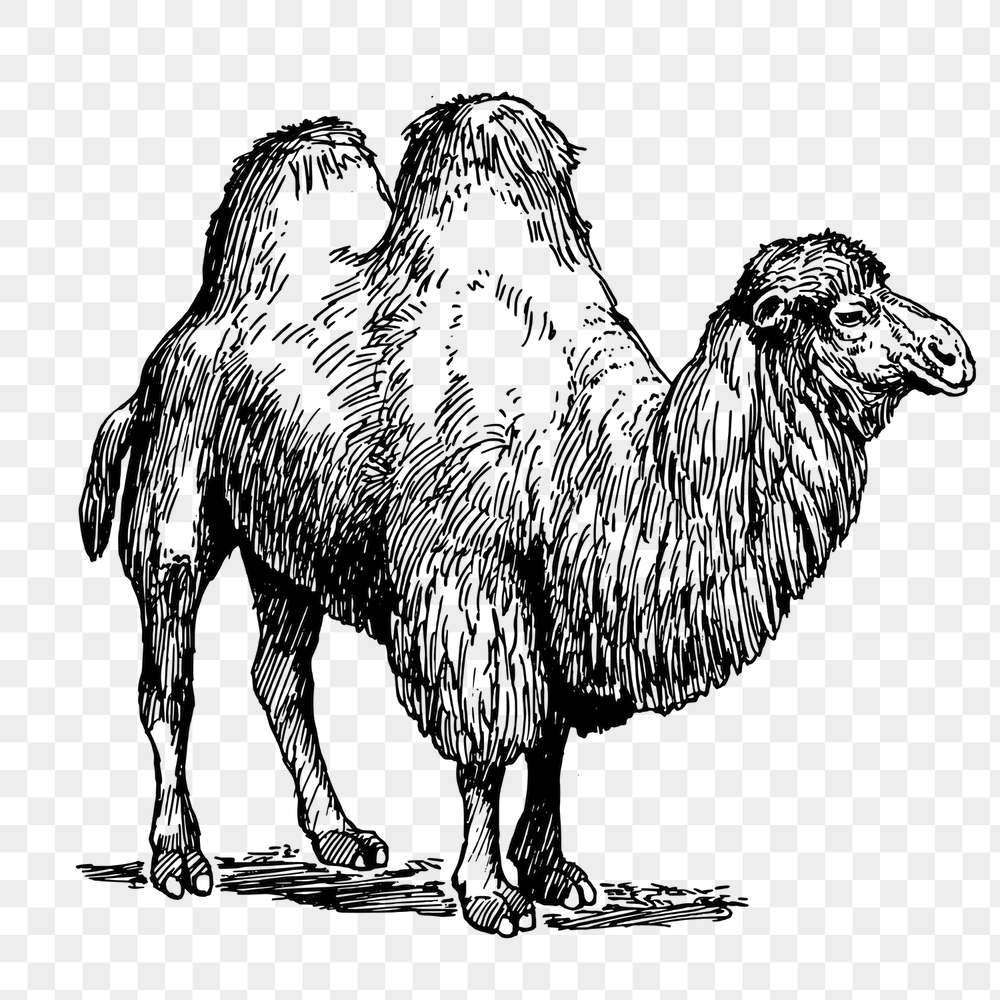 Camel png sticker, animal vintage | Free PNG - rawpixel