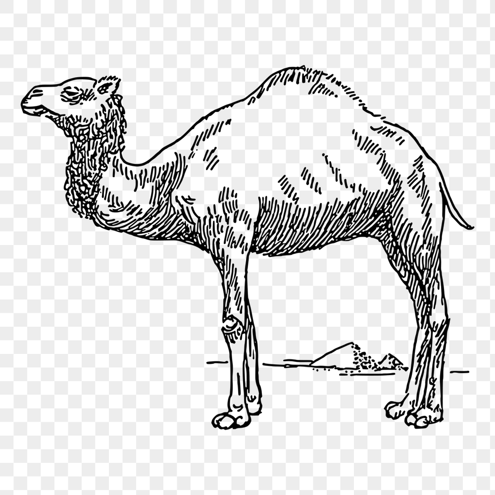 Camel png sticker, animal vintage | Free PNG - rawpixel