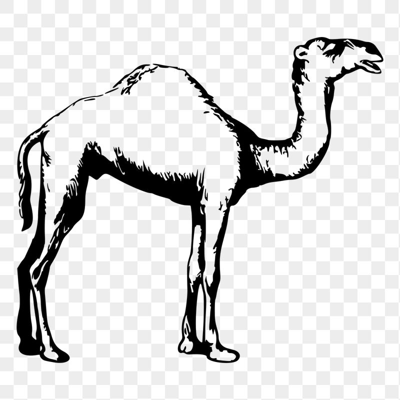 Camel png sticker illustration, transparent | Free PNG - rawpixel
