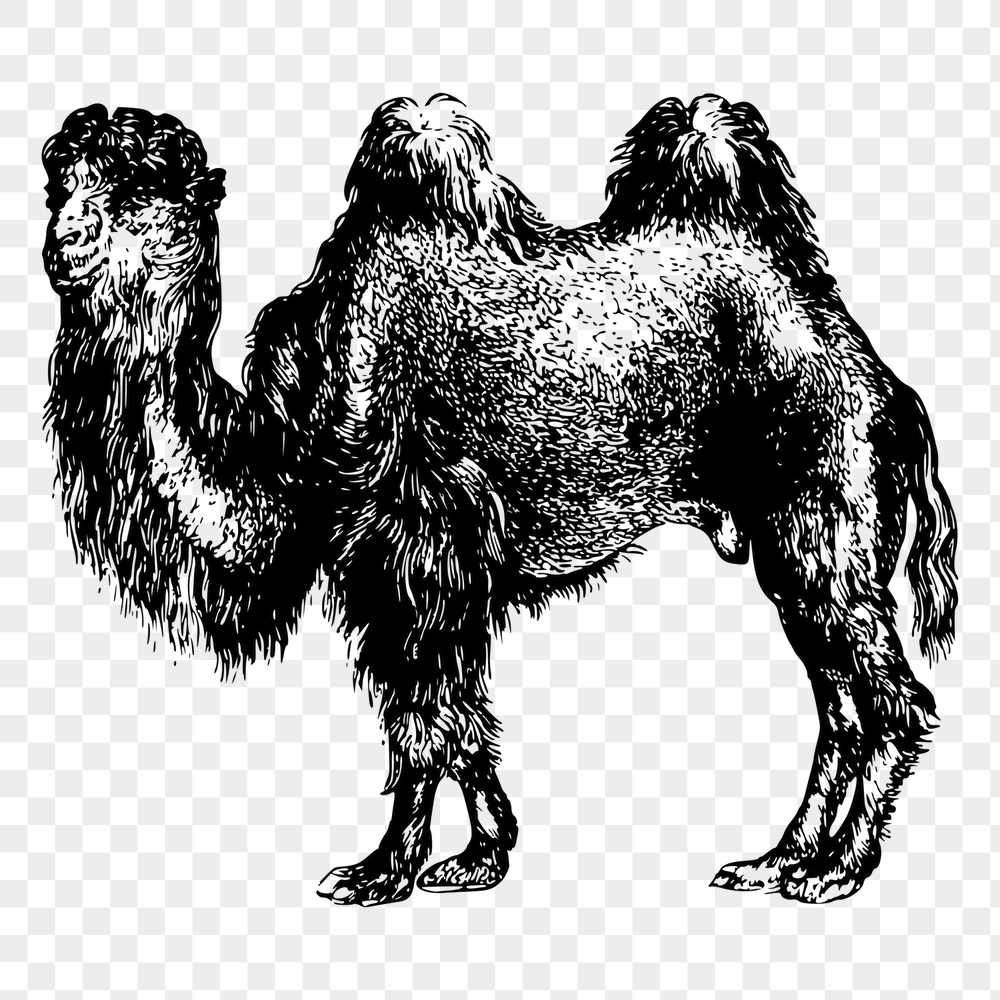 Camel png sticker, vintage animal | Free PNG - rawpixel