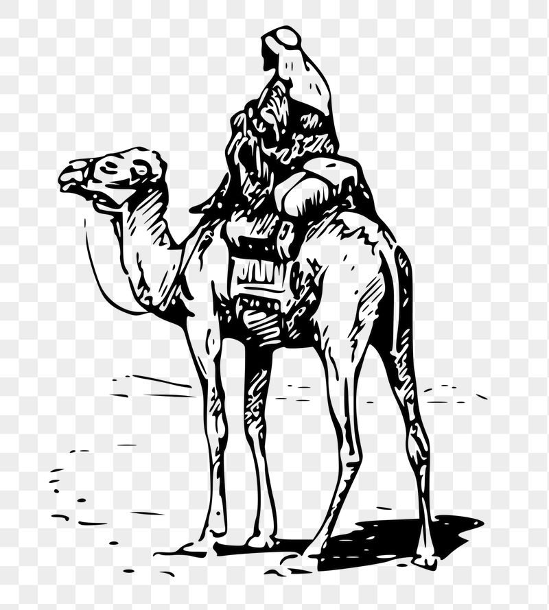 Camel rider png sticker, transparent | Free PNG - rawpixel